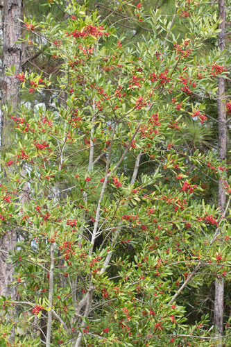 Ilex cassine 